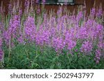 Vibrant fireweed basking in the Alaskan summer sun with blooms bursting open sending their glorious scent in the air and seeping with nectar ready to be used in honey, syrup, jelly and ice cream.