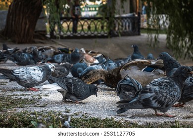 A vibrant flock of pigeons gathers by a serene pond in a lush urban park, capturing the essence of city wildlife and tranquility, perfect for projects on urban nature and peaceful settings. - Powered by Shutterstock