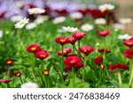 A vibrant flower garden featuring a close-up of striking red flowers with yellow centers, standing tall amidst lush green foliage. The background showcases a beautifully blurred bokeh effect with whit