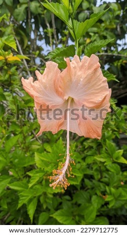 a vibrant flower with a light pink color