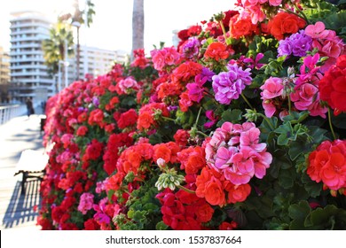 Vibrant Flowers On Valencia Bridge In Spain 