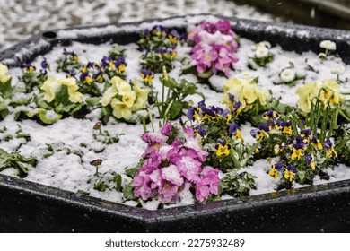 Vibrant flowers in snowy pot, weather and horticulture concept illustration. - Powered by Shutterstock