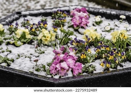 Vibrant flowers in snowy pot, weather and horticulture concept illustration.