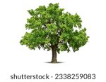 Vibrant foliage lone big tree isolated on white background. Evergreen wild trunk for design. Tropical colorful exotic lush plant. Tree green leaf garden decor. Forest wood in summer season