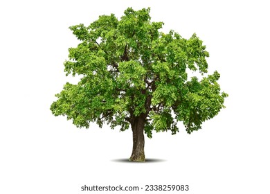 Vibrant foliage lone big tree isolated on white background. Evergreen wild trunk for design. Tropical colorful exotic lush plant. Tree green leaf garden decor. Forest wood in summer season - Shutterstock ID 2338259083