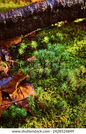 Vibrant Forest Floor with Moss and Clubmoss, Michigan