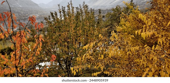 A vibrant forest of yellow-leaved trees, ablaze with the hues of autumn, against a backdrop of azure skies.
