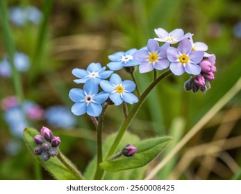 Vibrant Forget-Me-Not Flower with Natural Background in High Definition