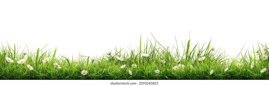 Frontera de césped verde de primavera vibrante, fresca, adornada con flores de margarita aisladas sobre un fondo blanco.