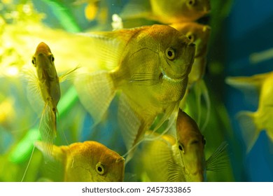 A vibrant freshwater aquarium with colorful fish and lush plants, creating a natural and beautiful underwater ecosystem. - Powered by Shutterstock