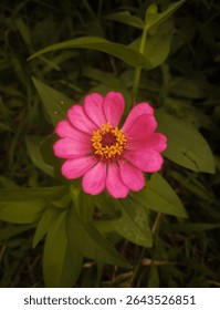 Una vibrante flor zinnia