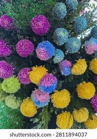 A vibrant, full-frame floral background featuring a dense arrangement of brightly dyed chrysanthemums in vivid shades of blue, purple, yellow, and green