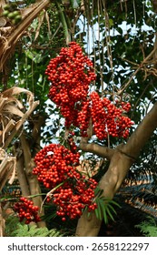 A vibrant, full-frame view of multiple large clusters of bright red, spherical berries hanging abundantly from the branches of a tropical palm tree. The rich red fruit stands out prominently against t