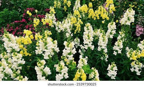 Vibrant garden with clusters of yellow, white, and pink snapdragons amid lush green foliage. - Powered by Shutterstock