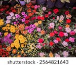 A vibrant garden of colorful roses and chrysanthemums, with red, yellow, pink, and white flowers blooming in harmony, creating a cheerful and lively display of nature