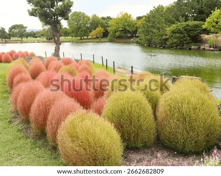 A vibrant garden featuring rows of round, reddish-orange green shrubs called Kochia Bushes set against a serene pond and lush green trees under a partly cloudy sky.