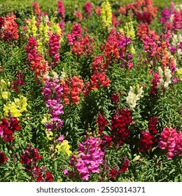 A vibrant garden filled with colorful snapdragons in full bloom, featuring pink, yellow, red, orange, and white flowers surrounded by lush greenery - Powered by Shutterstock