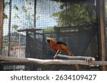 Vibrant golden pheasant perched on a branch within a modern aviary.  Natural sunlight illuminates its striking plumage against a blurred background of greenery.