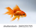 A vibrant goldfish glides gracefully through a serene aquarium showcasing aquatic life.