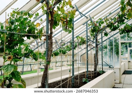 Vibrant grapevines thrive within a spacious greenhouse, exhibiting lush green leaves and structured trellises that offer support. Tranquility permeates the atmosphere.