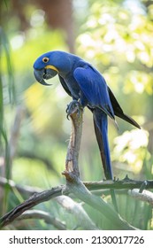 Vibrant Great Blue Macaw Is Perched On A Tree Limb In The Rain Forest On A Sunny Day