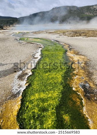 Vibrant green algae flows through a geothermal hot spring in Yellowstone, surrounded by steamy mist, mineral deposits, and mountainous terrain. A unique view of Yellowstone's geothermal wonders.