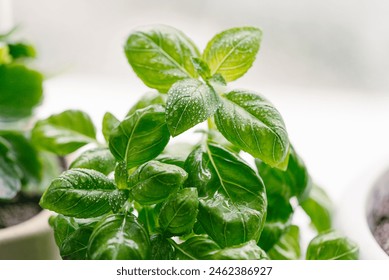 Vibrant green basil leaves covered in morning dew droplets, showcasing their fresh, lush texture against a soft, natural light background. - Powered by Shutterstock