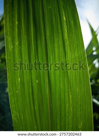 Vibrant Green Corn Leaf Texture in Sunlight Close Up Agriculture Field