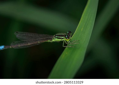 Vibrant green eastern forktail damselfly Ischnura verticalis resting on a blade of grass close up macro view against a dark blurred background