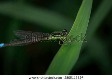 Vibrant green eastern forktail damselfly Ischnura verticalis resting on a blade of grass close up macro view against a dark blurred background