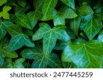Vibrant green English ivy leaves