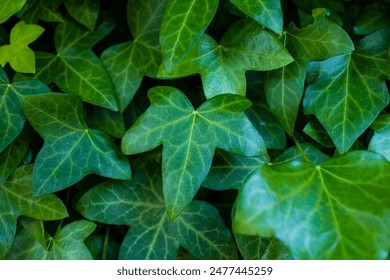 Vibrant green English ivy leaves - Powered by Shutterstock