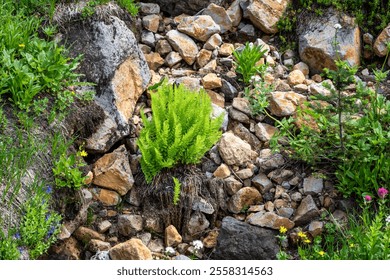 Vibrant green fern fronds, plant growing in rock fall on a hillside, exploring Mt. Rainier National Park in the summer, as a nature background
 - Powered by Shutterstock