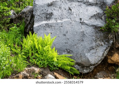 Vibrant green fern fronds, plant growing in front of a large gray rock, exploring Mt. Rainier National Park in the summer, as a nature background
 - Powered by Shutterstock