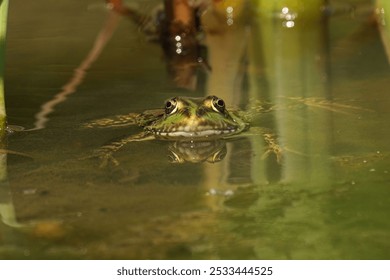 A vibrant green frog perched in a pond of tranquil water - Powered by Shutterstock