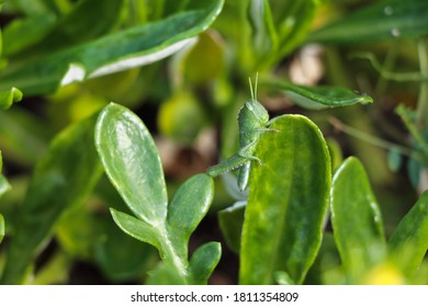 Vibrant Green Garden Locust Nymph (Acanthacris Ruficornis)