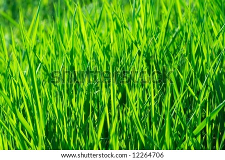 Vibrant green grass background
