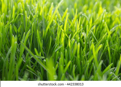 Vibrant Green Grass Close Up Photo. Lush Grass Close Up Background.