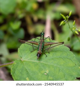 A vibrant green grasshopper perched atop a lush green leaf on a grassy terrain - Powered by Shutterstock