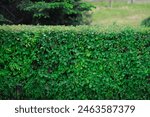 A vibrant green hedge stands tall and well-maintained in a park. The dense foliage showcases various shades of green, creating a lush and serene environment, emphasizing urban greenery.