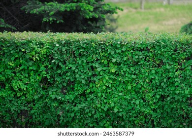 A vibrant green hedge stands tall and well-maintained in a park. The dense foliage showcases various shades of green, creating a lush and serene environment, emphasizing urban greenery. - Powered by Shutterstock