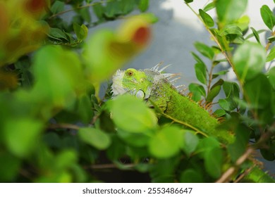 A vibrant green iguana camouflaged among lush green leaves, basking in natural sunlight. The reptile's textured scales and sharp spines are highlighted, blending seamlessly into its environment. - Powered by Shutterstock