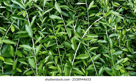 Vibrant Green Leaf Background Texture