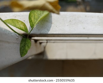 A vibrant green leaf clings to a metal fence, bathed in sunlight. The simple composition and focus on the leaf's intricate details create a serene and minimalist image. - Powered by Shutterstock