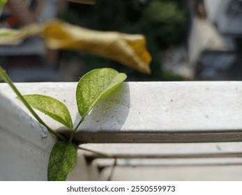 A vibrant green leaf clings to a metal fence, bathed in sunlight. The simple composition and focus on the leaf's intricate details create a serene and minimalist image. - Powered by Shutterstock