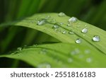 Vibrant Green Leaf with Dew Drops