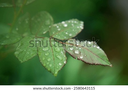 A vibrant, green leaf featuring a scattering of glistening dew droplets