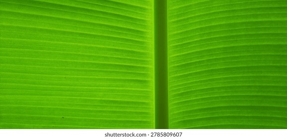 Vibrant green leaf with fine parallel veins, smooth and fresh texture.