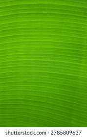 Vibrant green leaf with fine parallel veins, smooth and fresh texture.