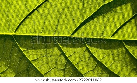 vibrant green leaf macro closeup unveiling intricate vein network under sunlight ideal for nature wallpaper or eco-friendly banner background